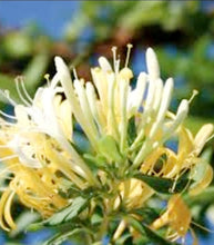 Load image into Gallery viewer, Happy Wick Reed Diffuser