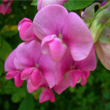 Load image into Gallery viewer, Large Jar Candle