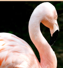 Load image into Gallery viewer, Large Jar Candle