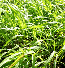 Load image into Gallery viewer, Small Jar Candle