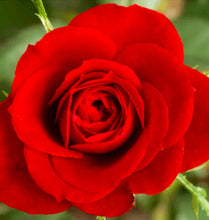 Load image into Gallery viewer, Trio Candle Box